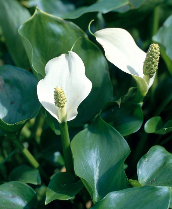 12207880 Calla palustris