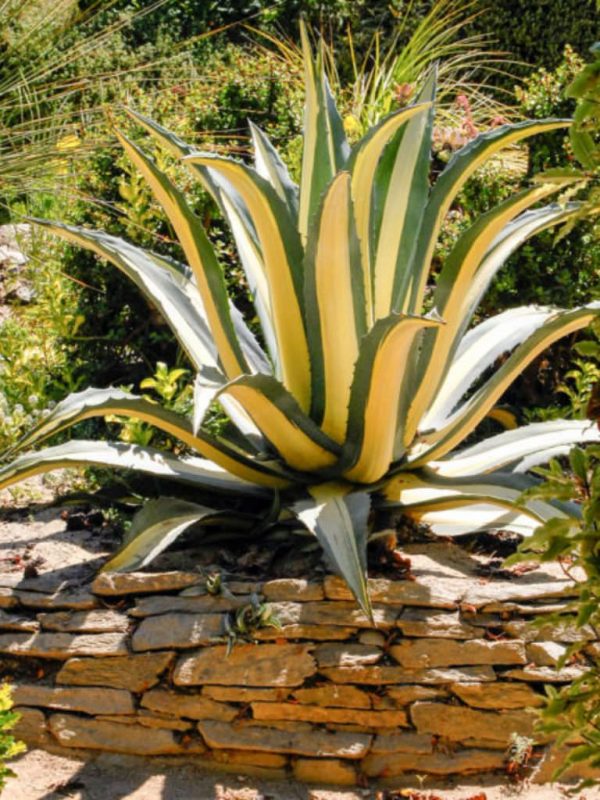 Agave americana