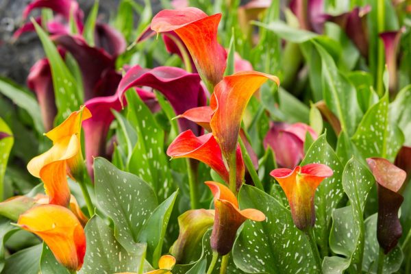 calla lilies