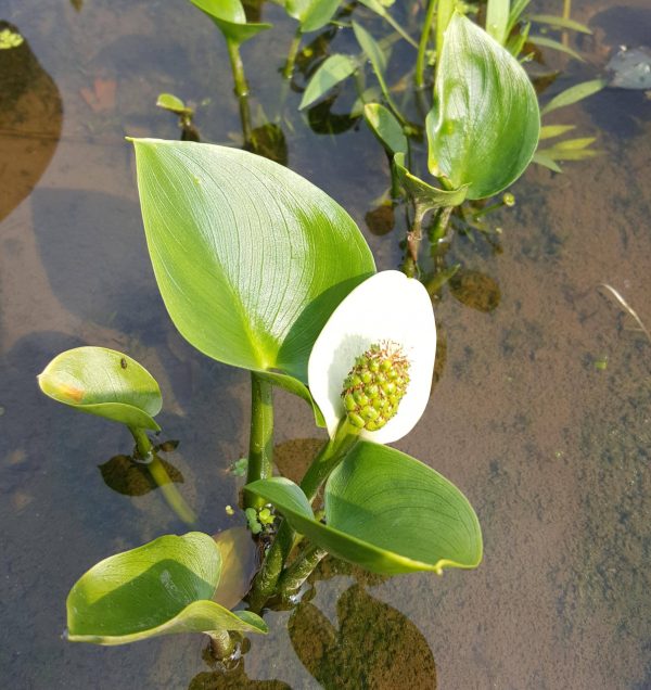 calla palustris bog arum marginal Merebrook pondplants e1527493669712 scaled